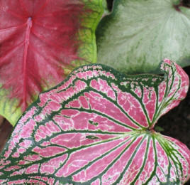 Angels Wings are not easy as indoor plants